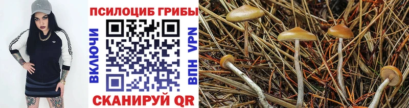 Псилоцибиновые грибы Psilocybe  Купить закладки  Родники 